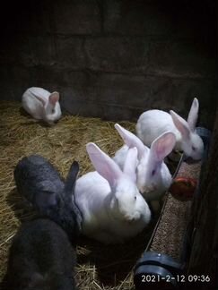 Молодняк кроликов
