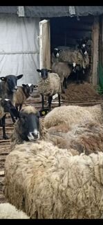 Овцы бараны ягнята - фотография № 7