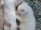 Рыжий с белым невские котята