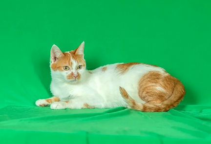 Ласковый рыже-белый котик в дар