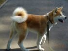 Продам шикарных щеночков Акита-Ину объявление продам