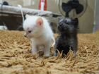 Котята белый и черный, полтора месяца