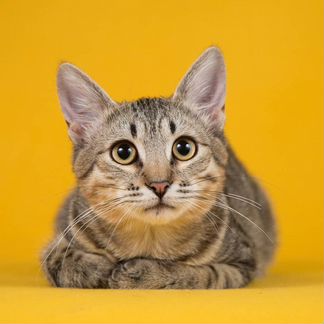 Маркус ищет дом