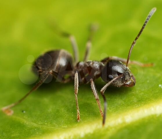 Муравьи lasius flavus, niger. Муравьиная ферма