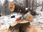 Спил валка деревьев