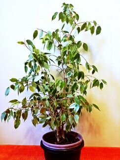 Фикус Бенжамина Кинки. 2004г. 100см