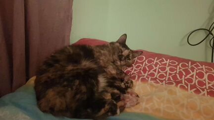 Кошка Соня