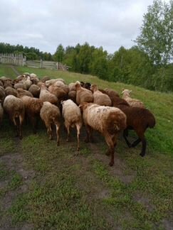 Овцы, бараны - фотография № 2