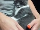 Кошки в добрые руки бесплатно объявление продам