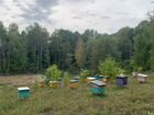 Пчелы пасека