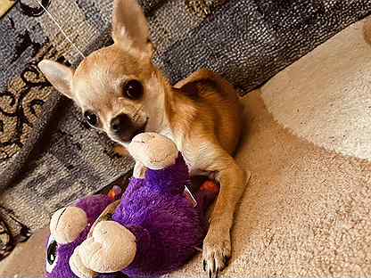 Питомцы рославля. Анна Семенович с собакой. Продаются чихуахуа. Собака Анна. Собачки на Анна.