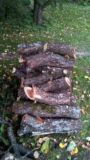 Древесина яблони, свежая