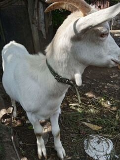 Зааненская коза - фотография № 3