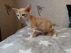 Девон-рекс котик объявление продам