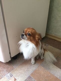 Вязка собак