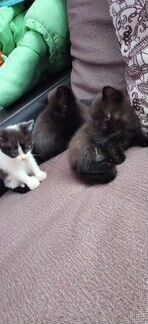 Котята в добрые руки, 3 прекрасные девочки
