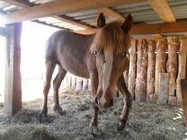 Две кобылки вскочили на одного жеребца
