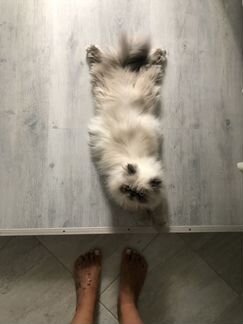 Mr Fred ждёт кошечку на вязку