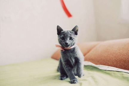 Котята русской голубой кошки