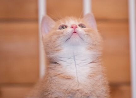 Персиковый котенок