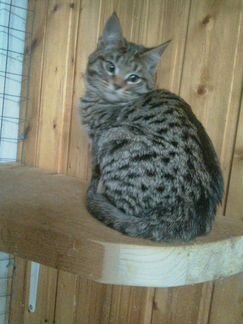 Саванна ф5 котята