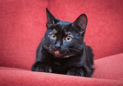 Кики, 2 года