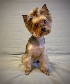 Стрижка собак