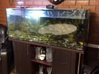 Продам готовый аквариум 450 литров с рыбками объявление продам