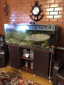 Продам готовый аквариум 450 литров с рыбками