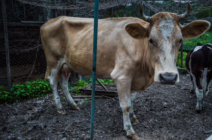 Коровы дойные молочные и телята - фотография № 7