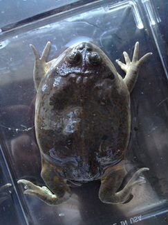 Передержка экзотических животных бесплатно