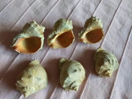 Ракушка лак и без лака