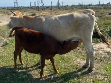 Корова дойная с теленком, должен отелица в ноябре - фотография № 2