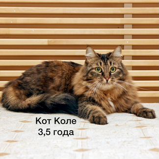 Кошка (семья кошек)