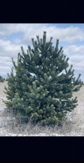 Живые елки и пихты