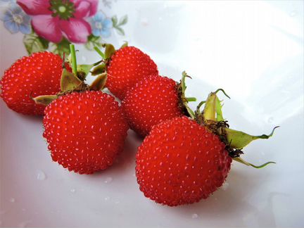 Малина розолистная тибетская (клубнико-малина)