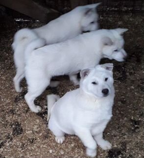 Кишу-кен (Кишу, Кисю, Кишу-ину), продаются щенки