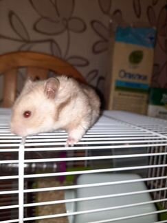 Сирийский хомяк бесплатно