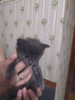 Отдадим в добрые руки