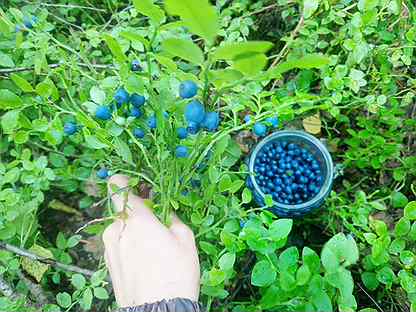 черника навигация. черника навигация. навигация по каналу разведенная. поляна черники. пюре fresh harvest малина 200 гр.