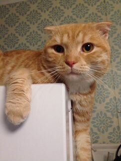 Вислоухий кот 1 год