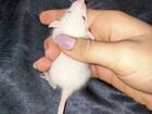 Крыса дамбо бесплатно объявление продам