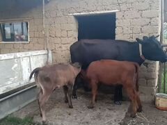 Корова и 2 теленка