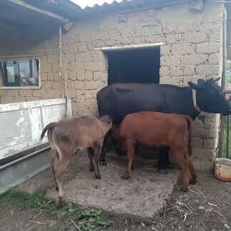 Корова и 2 теленка - фотография № 1