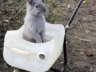 Кролик породы калифорния объявление продам