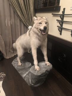 Волк