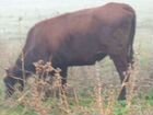 Продаю коров молочных стельные ател декабрь и нояб