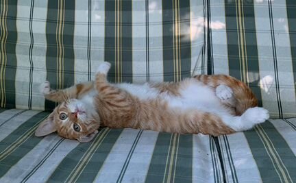 Очаровательные рыжики в дар