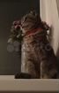 Кошка Бурманская Веслоухая объявление продам