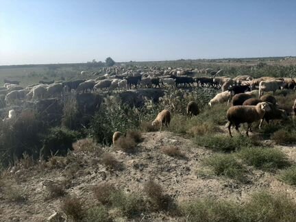 Овцы бараны ягнята козы - фотография № 2